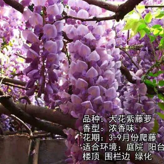 平邑县 紫藤萝瀑布 紫藤树苗 观赏紫藤