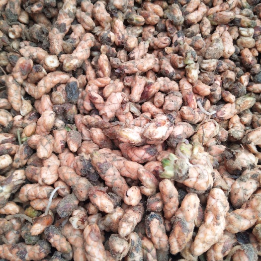 菏泽紫叶酢浆草  2019年苗圃自产自销紫叶杂浆草种球