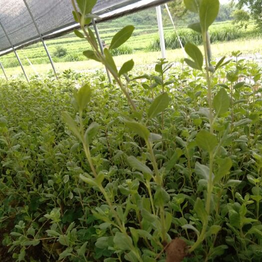 河池 合作社基地直供高产高含量中花吴茱萸苗，单叶蔓荆子苗，物美价廉