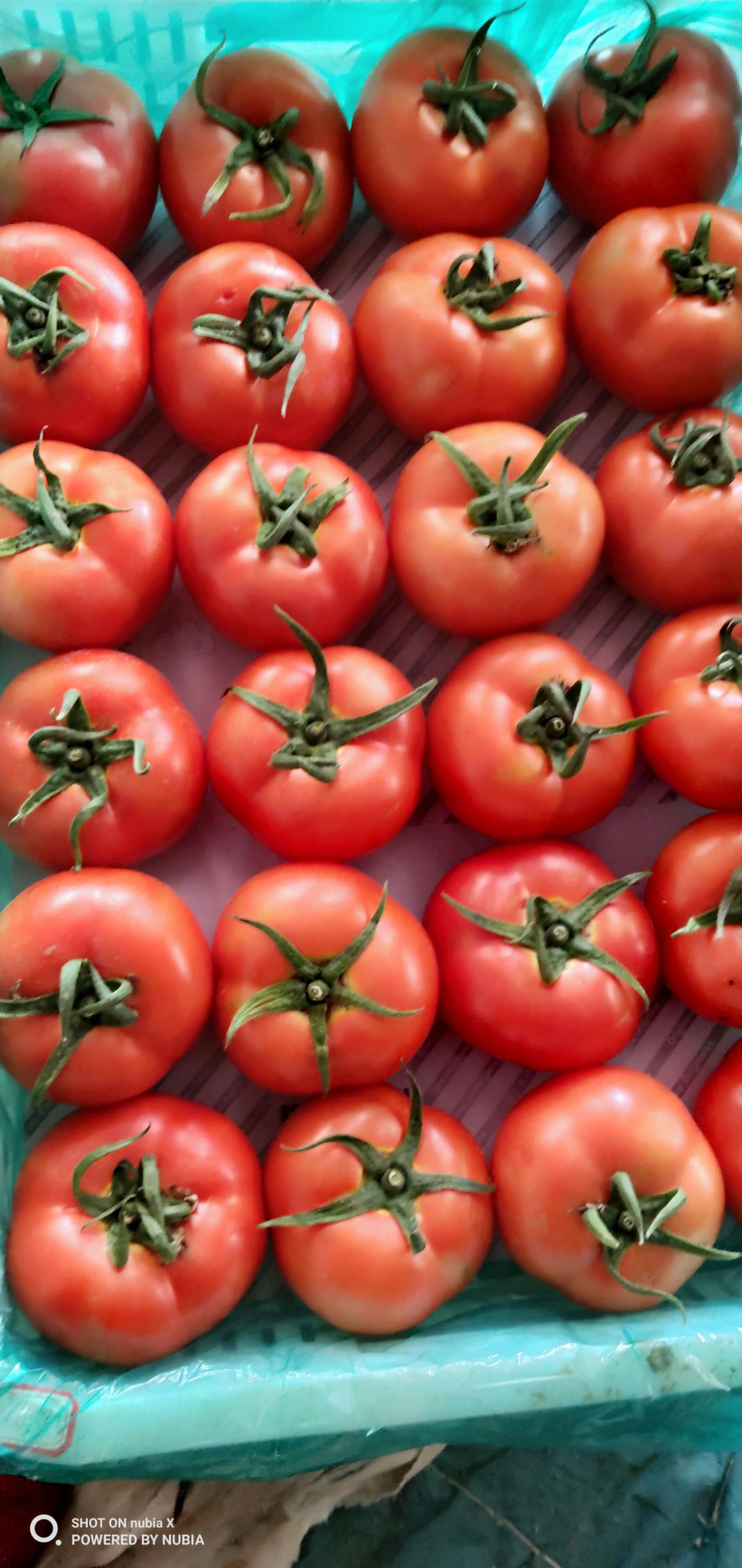 沂水縣硬粉西紅柿產地優質大紅西紅柿上市暖棚柿子質量保證，