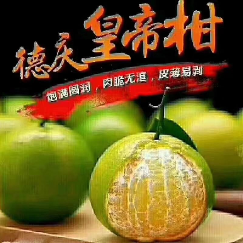 皇帝柑 黄帝柑