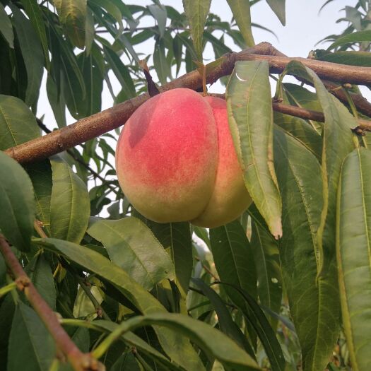 平原县映霜红蜜桃 毛桃