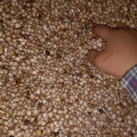 西林县薏米仁  壳薏米场地直销