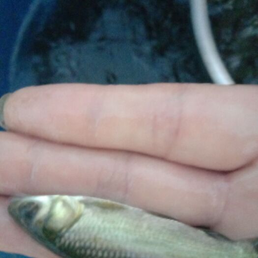 重庆市草鱼苗