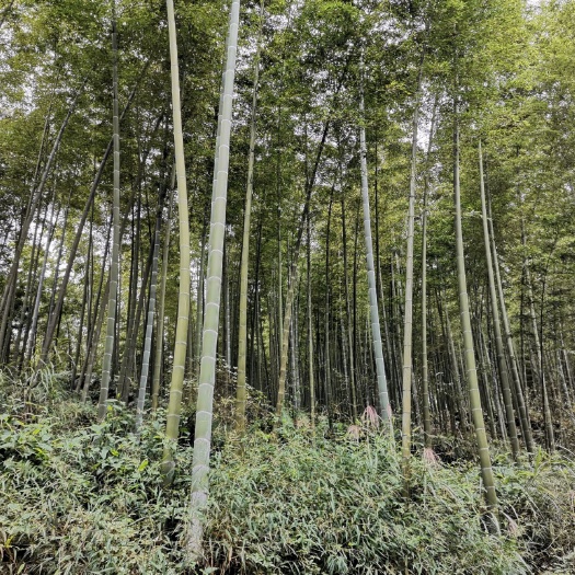 兴文县苦竹 楠竹商品竹