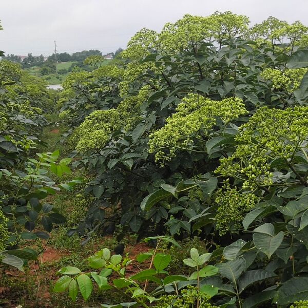 吴茱萸  江西中花，自家种树培育，品种纯