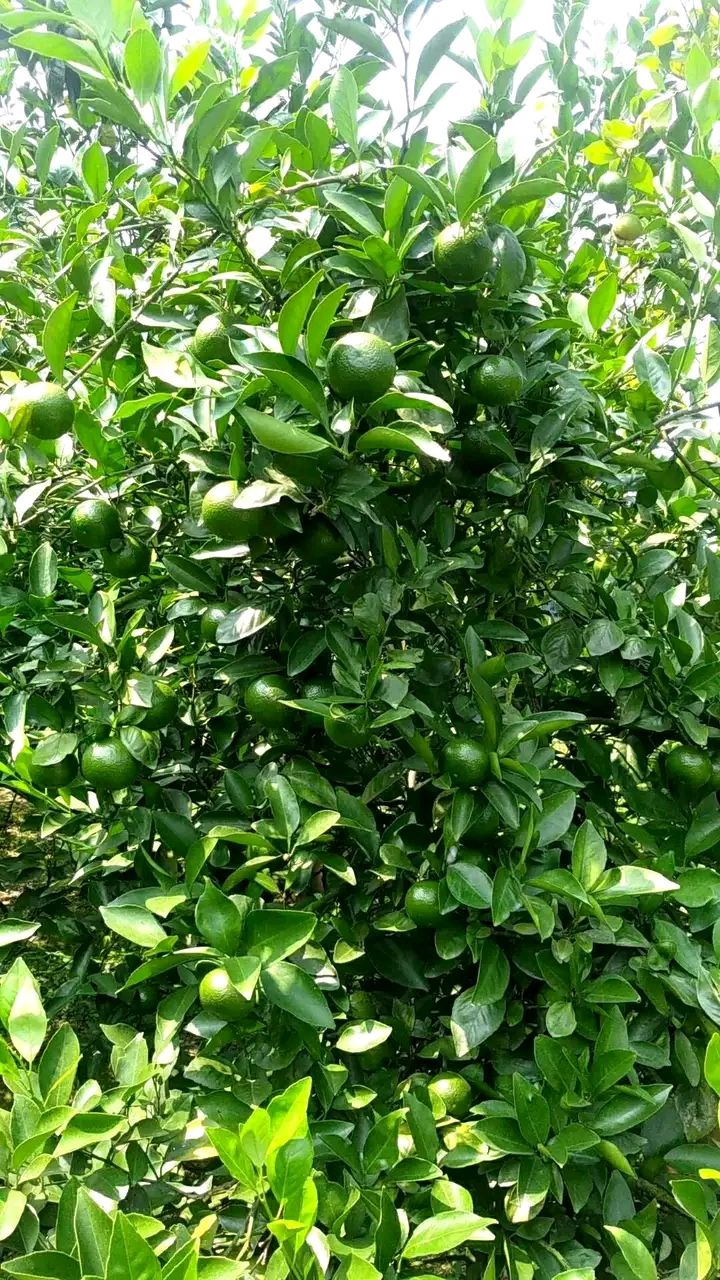 皇帝柑 黄帝柑
