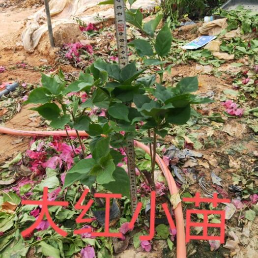 漳州国旗红三角梅 0.5~1.0米