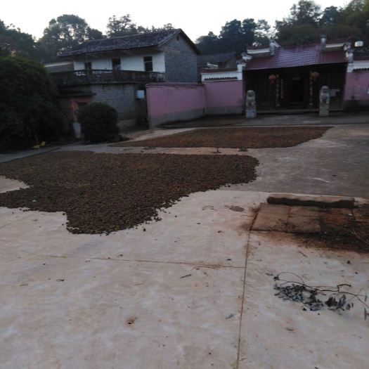 樟树市 本地野生山茶油