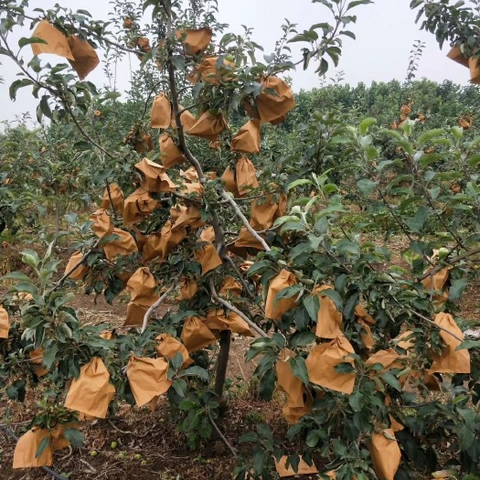 宁阳县华硕苹果苗 大量出售7年树龄，矮化密植早熟华硕苹果