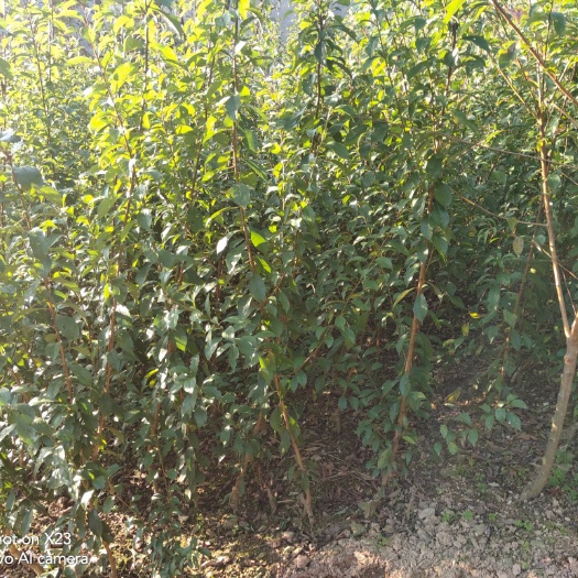 岚皋县蜂糖李树苗 算盘李子苗