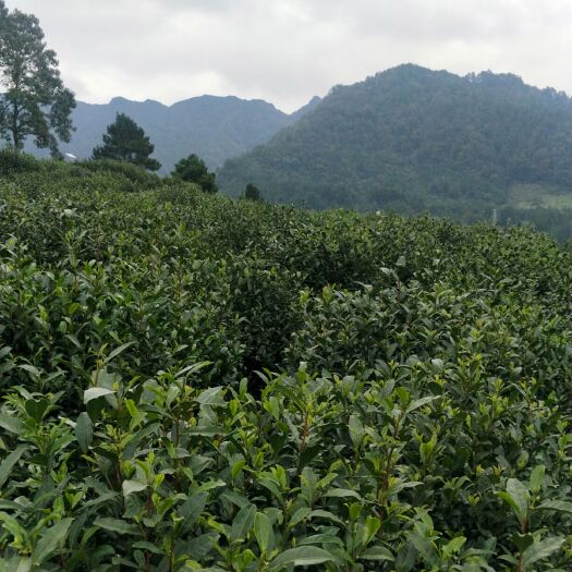  高山毛尖三级，浓郁清香，汤绿清透