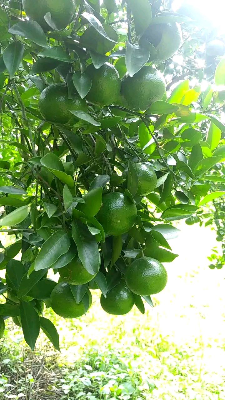 皇帝柑 黄帝柑