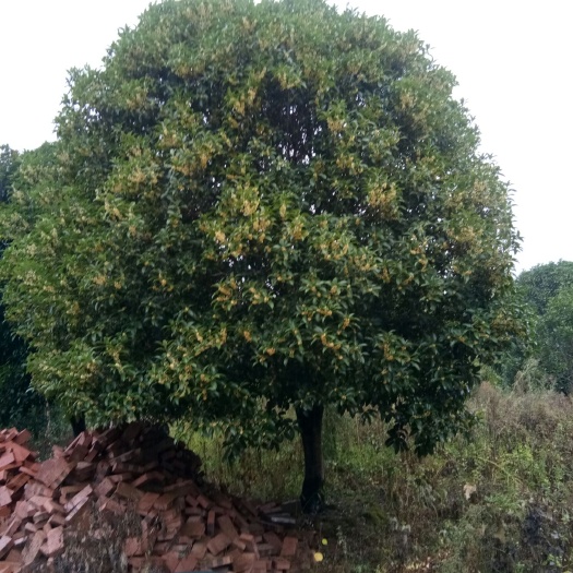 全州县桂花树苗  米径20公分高杆桂花树，1.5米分枝。看上的联系。