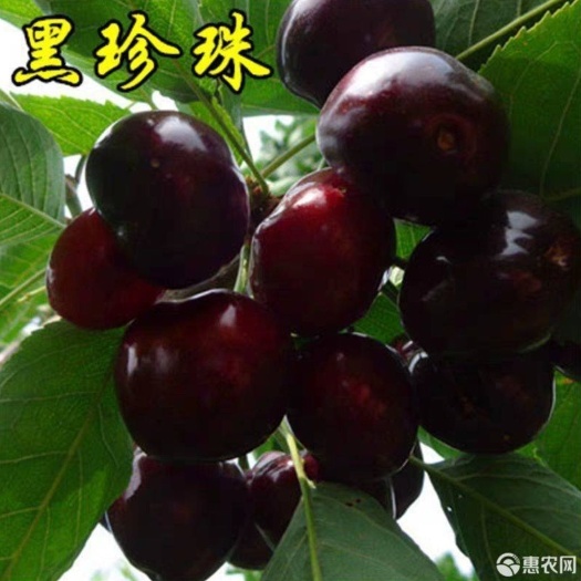 平邑县黑珍珠苗  黑珍珠樱桃苗，车厘子樱桃苗，品种正宗，适应南北方种植