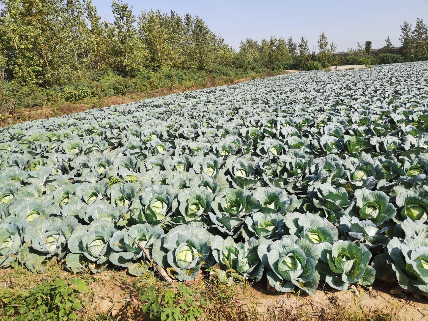 奥奇娜甘蓝  精品奥奇丽奥奇拉大量上市
