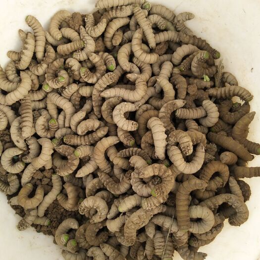 虞城县豆虫苗 豆虫卵