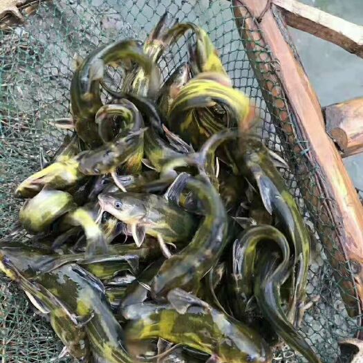 沭阳县黄骨鱼苗 优质黄桑，包存活，价格优