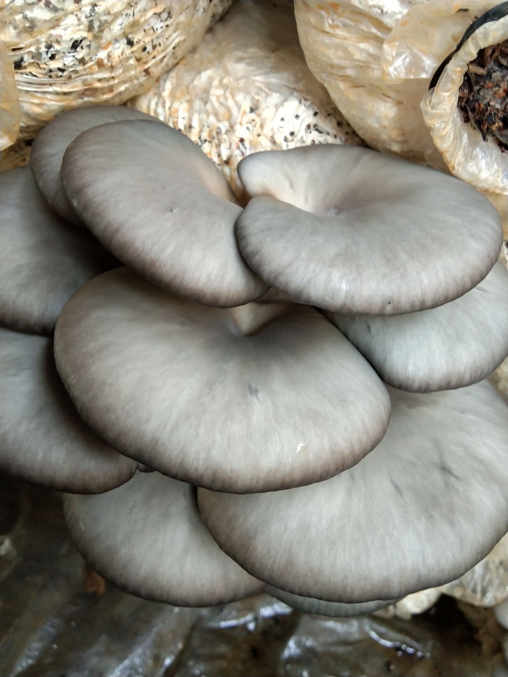 鲜平菇 鲜蘑菇供应量大