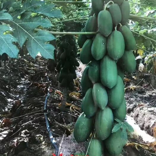 灵山县 益源6号木瓜苗