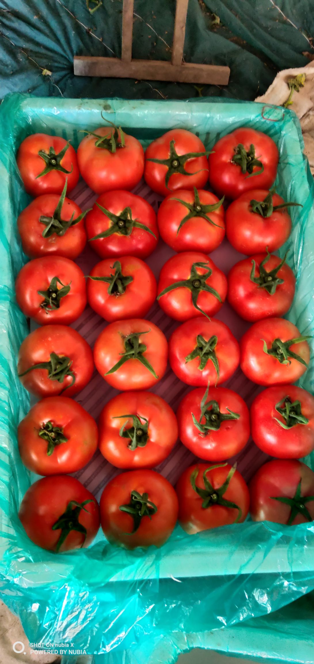 沂水县硬粉西红柿产地优质大红西红柿上市暖棚柿子质量保证，