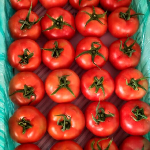 沂水县山东西红柿，产地优质大红西红柿上市暖棚柿子质量保证，