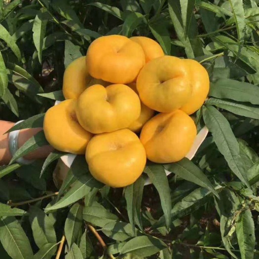 永城市黄金油蟠桃苗 黄金油蟠桃