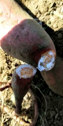 红心红薯  红心烟薯蜜薯