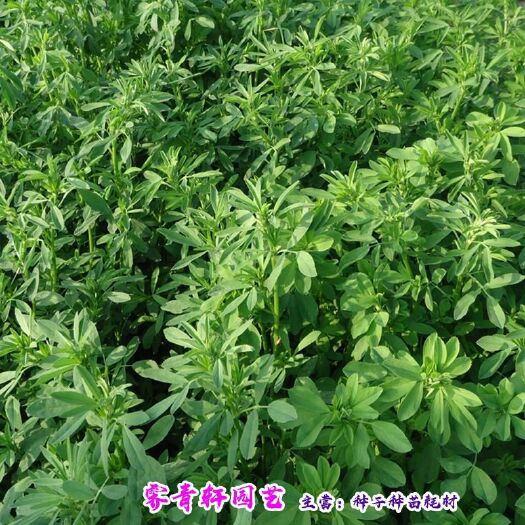 沭阳县牧草种子 紫花苜蓿种子新种子包邮