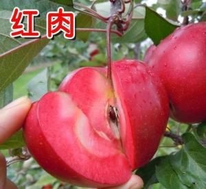 平邑县红肉苹果树苗 红色之爱苹果苗
