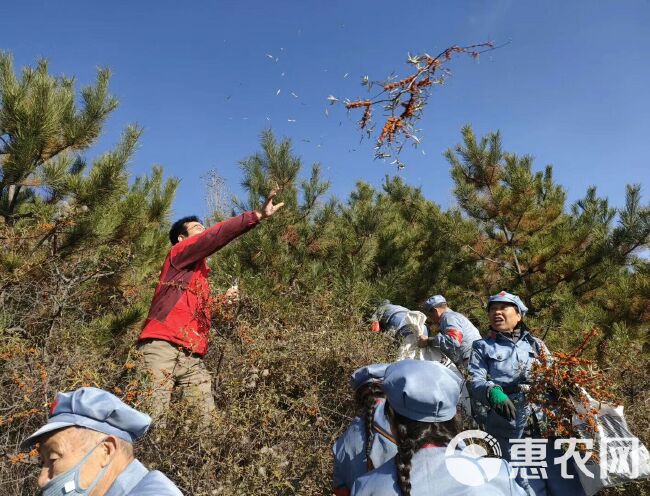 沙棘果油