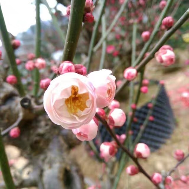 绿梅 自产自销老桩盆景，原生骨里红，徽州二红，美人梅，绿萼梅，