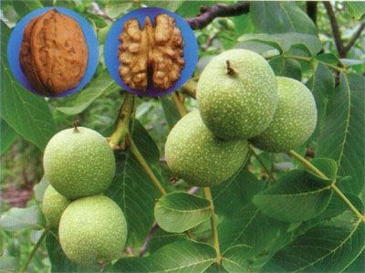 平邑县 8518纸皮核桃苗