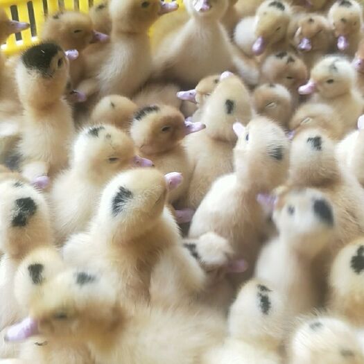 南宁 M母18一点头鸭苗