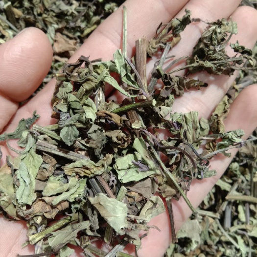 亳州猫须草