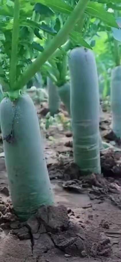 潍坊潍县萝卜  保质保量、质量有瑕疵包退包换