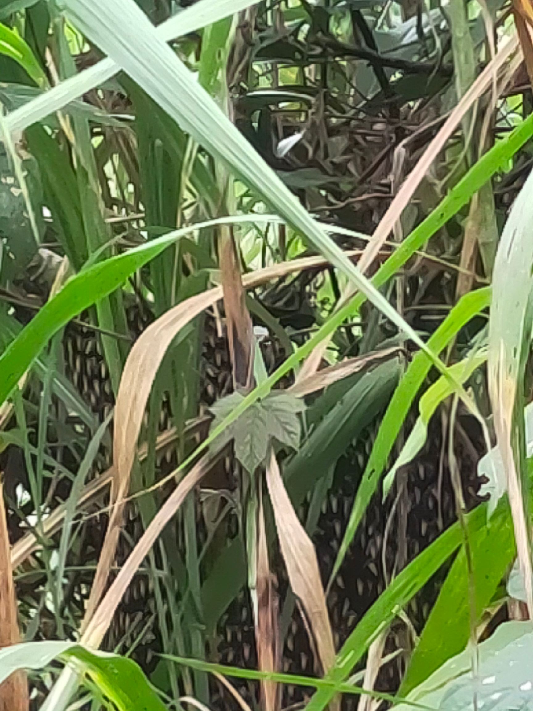 海南蜜蜂 纯海南蜂蜜