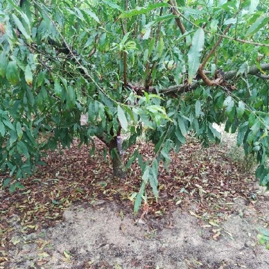 清远鹰嘴蜜桃苗 鹰嘴蜜桃树，树龄5年