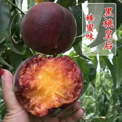 平邑县 黑桃苗