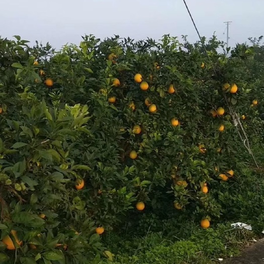 眉山长虹脐橙 眉山长红大量上市