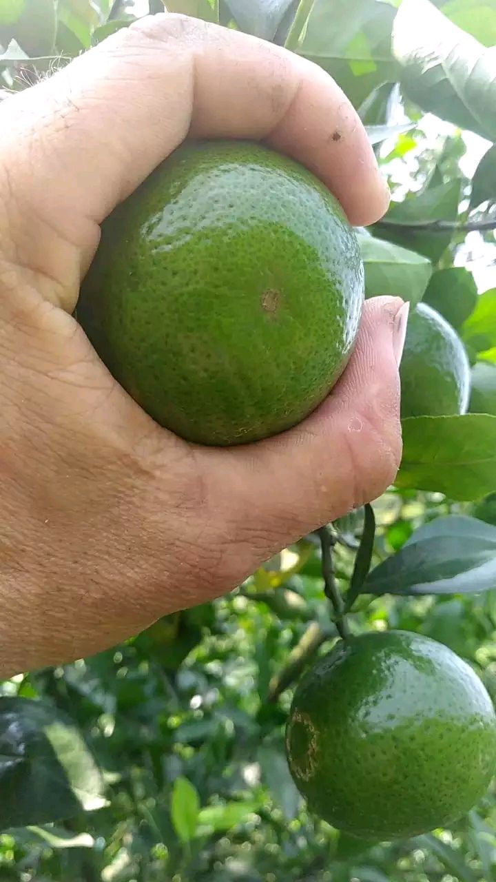 皇帝柑 黄帝柑