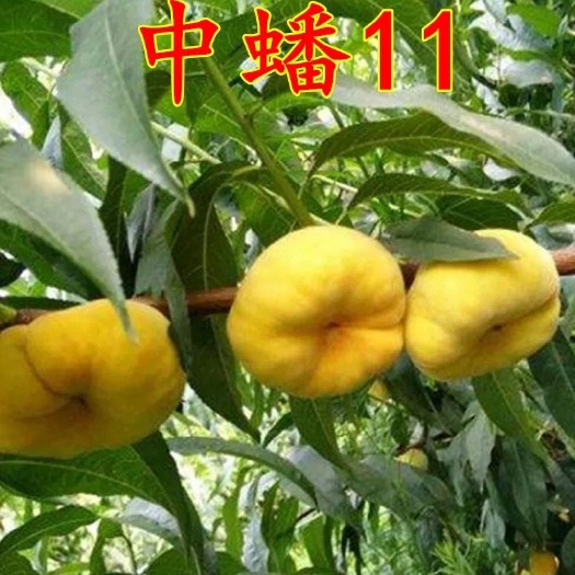 平邑县 中蟠11号桃树苗  0.5-1米优质一级树苗 现挖现发货。