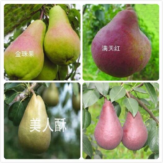 平邑县雪梨苗 梨苗