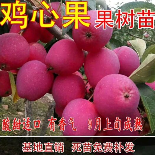 平邑县鸡心果苗 基地直供 口感香甜 品种纯正