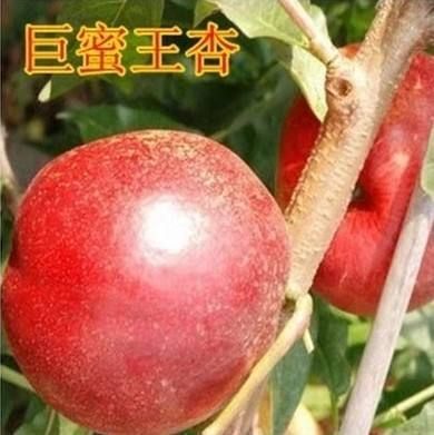平邑县沙金红杏树苗 金沙红杏树