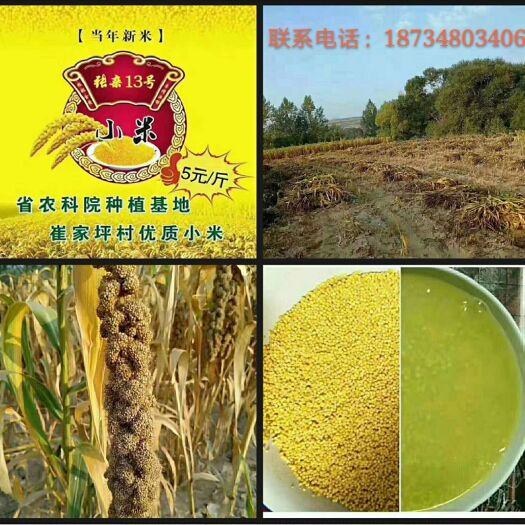 和顺县 正宗家乡小米，天然，颗粒饱满。