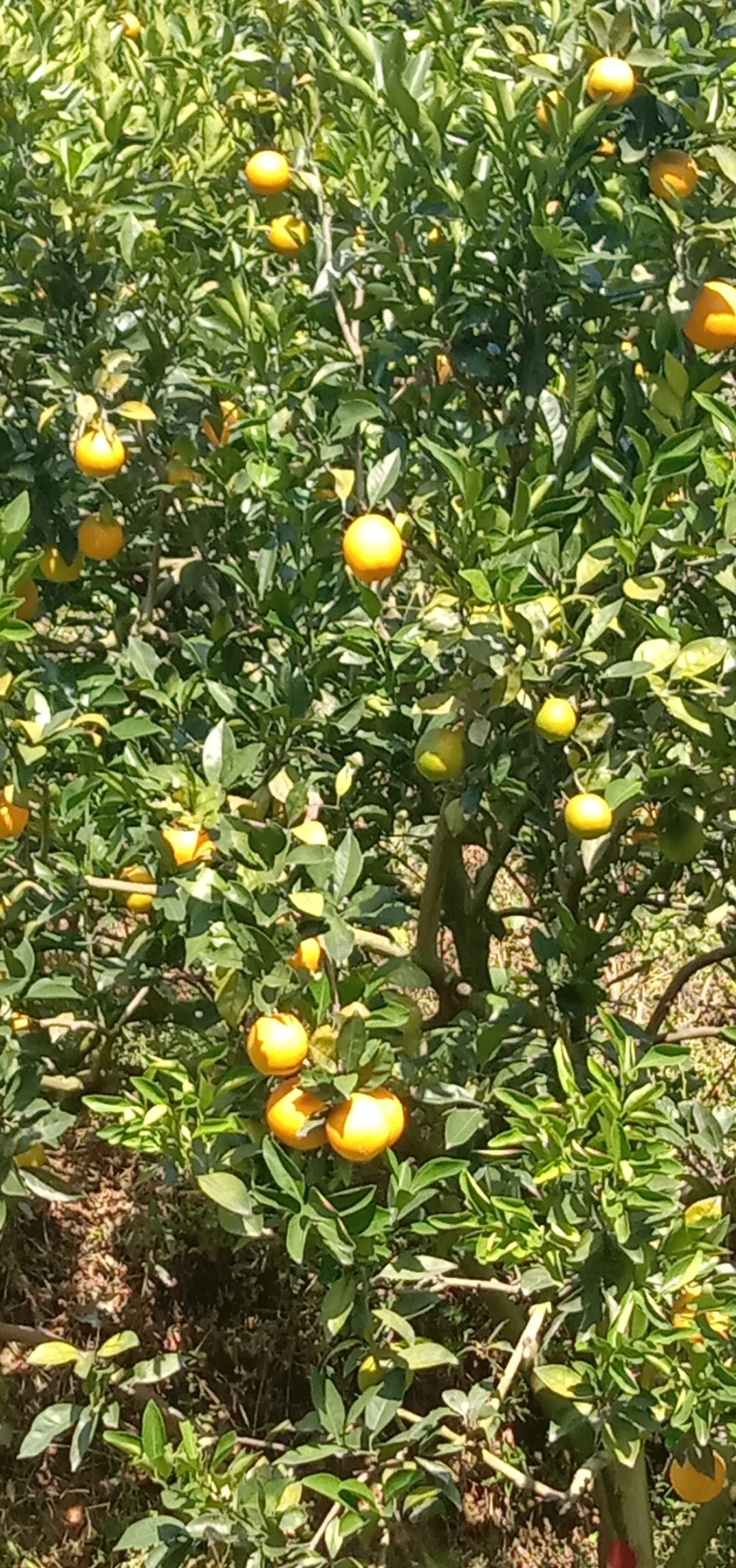  天然有机肥种植的赣南脐橙。无公害农副产品。欢迎朋友们订购