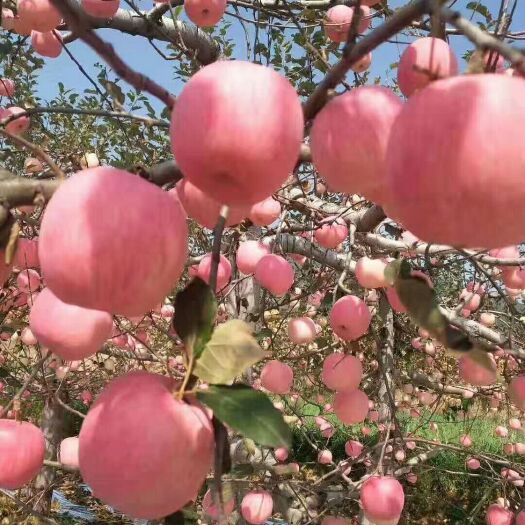 铜川 红富士苹果