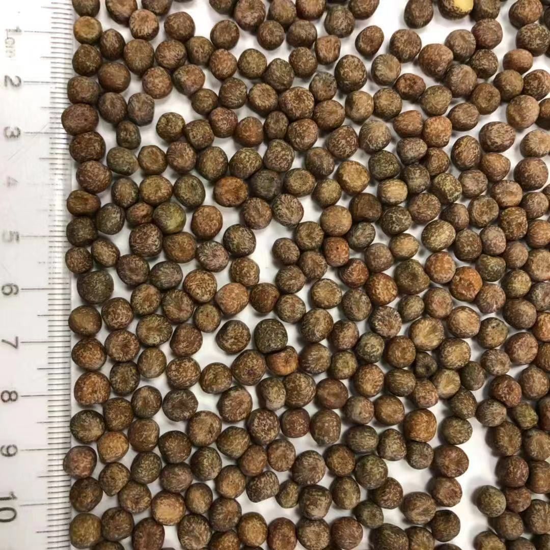  麻豌豆芽豆 小粒麻豌豆  加拿大