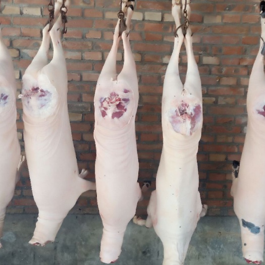 白条羊  羊肉